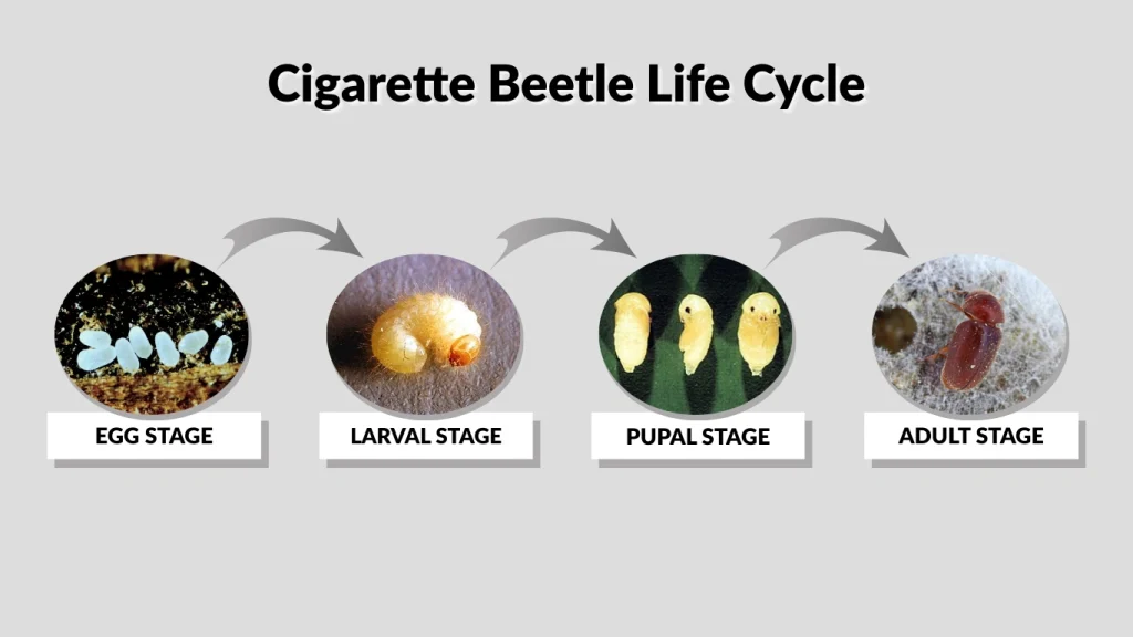 Cigarette Beetle Life Cycle