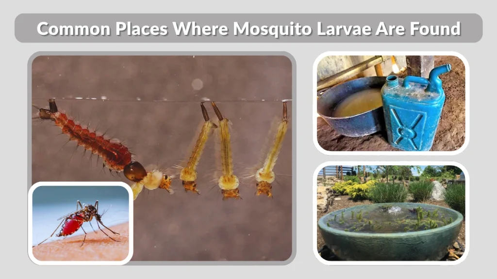 Common Places Where Mosquito Larvae Are Found
