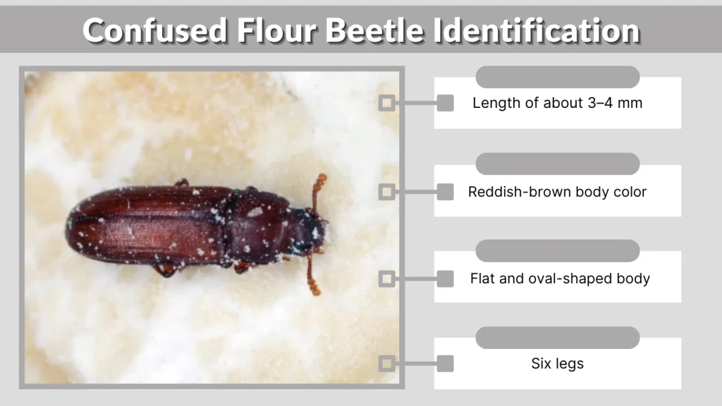 Confused Flour Beetle Identification