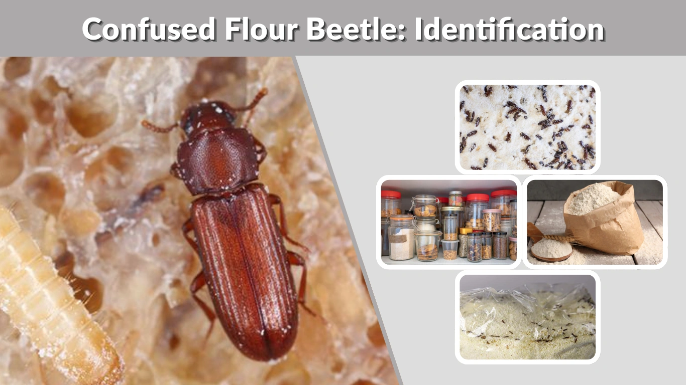 Confused Flour Beetle Identification, Life Cycle, Infestation & Control Guide
