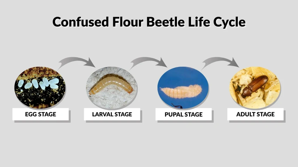 Confused Flour Beetle Life Cycle