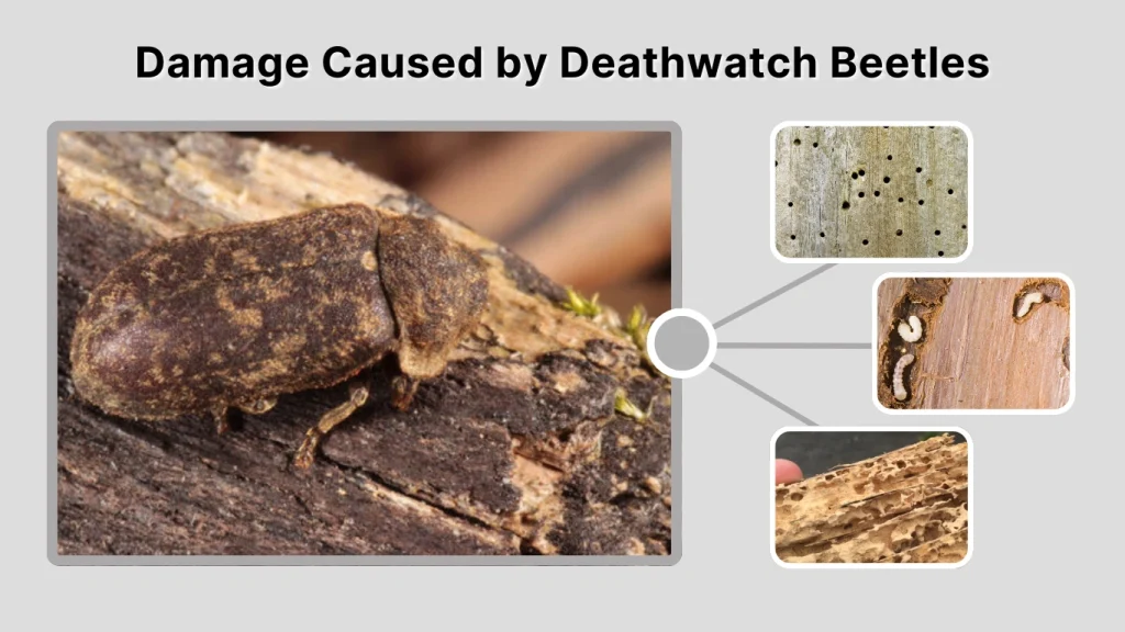 Damage Caused by Deathwatch Beetles