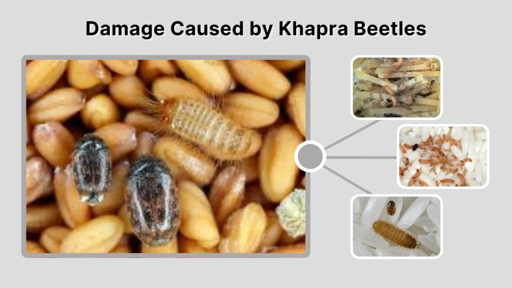Damage Caused by Khapra Beetles