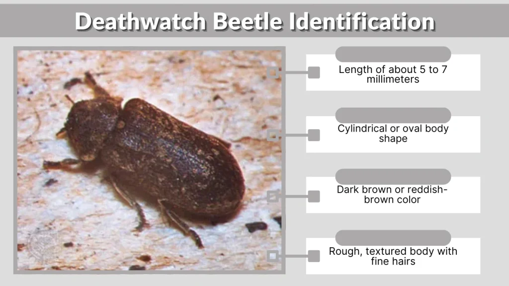Deathwatch Beetle Identification