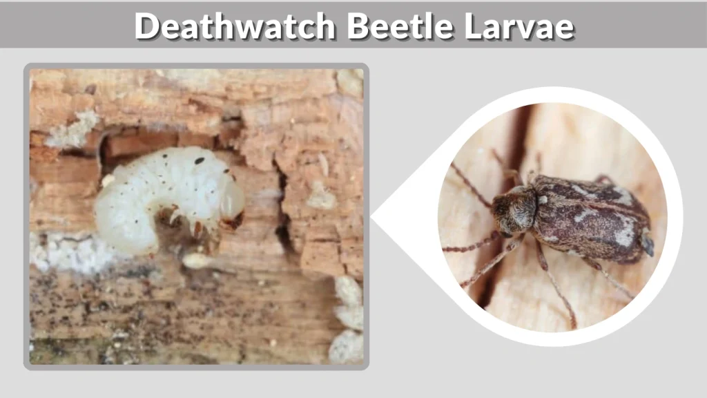 Deathwatch Beetle Larvae