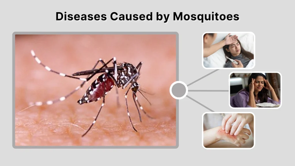 Diseases Caused by Mosquitoes