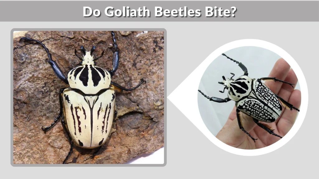 Do Goliath Beetles Bite