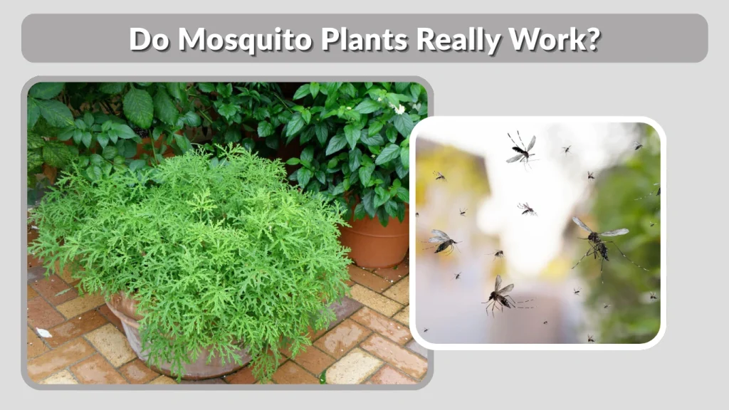 Do Mosquito Plants Really Work