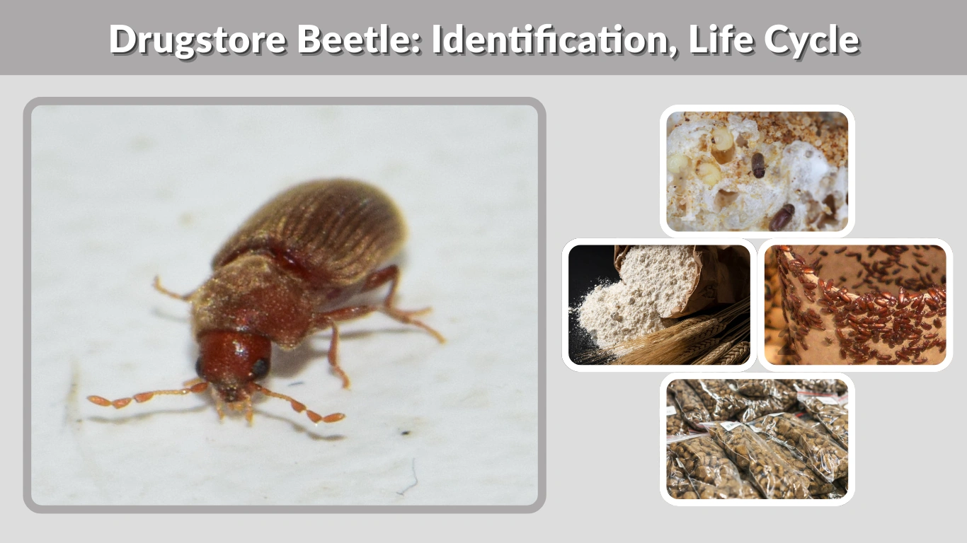 Drugstore Beetle Identification, Life Cycle & How to Get Rid of Them