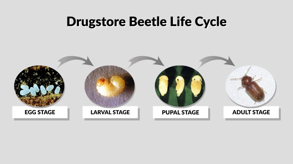Drugstore Beetle Life Cycle