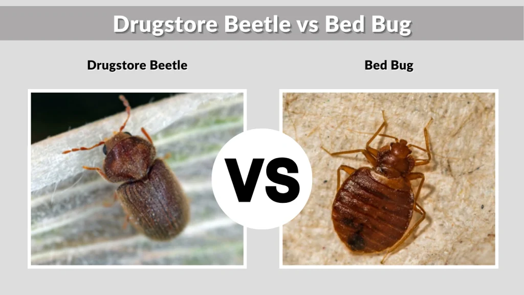 Drugstore Beetle vs Bed Bug