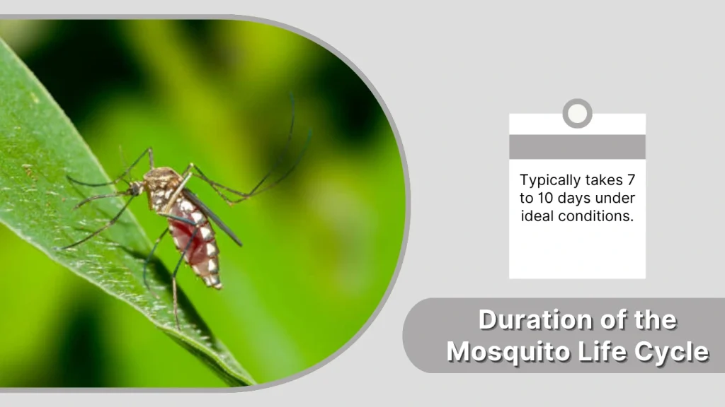 Duration of the Mosquito Life Cycle