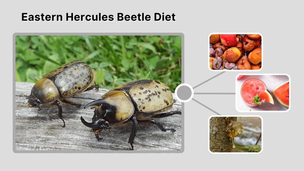 Eastern Hercules Beetle Diet