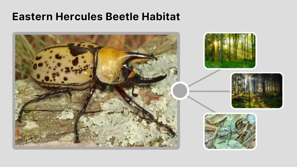 Eastern Hercules Beetle Habitat