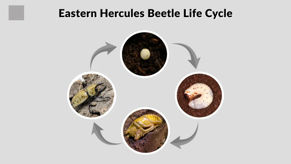 Eastern Hercules Beetle Life Cycle