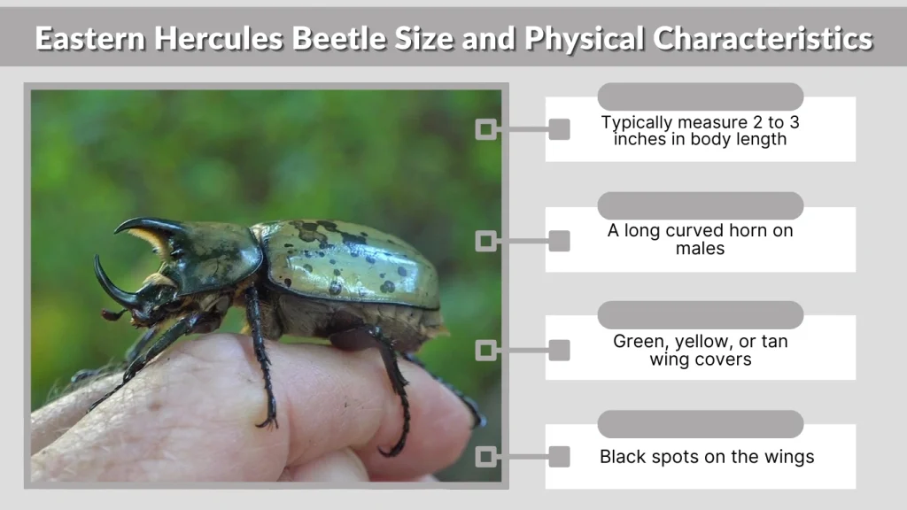 Eastern Hercules Beetle Size and Physical Characteristics