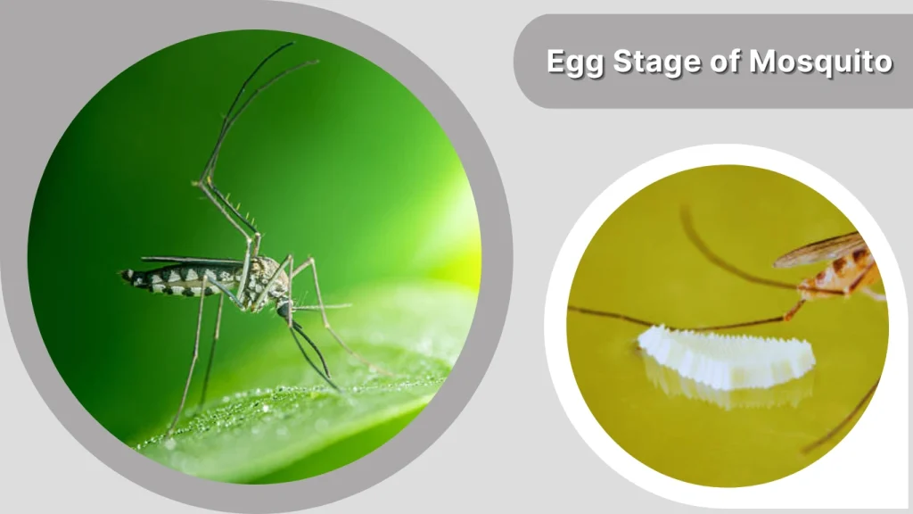 Egg Stage of Mosquito