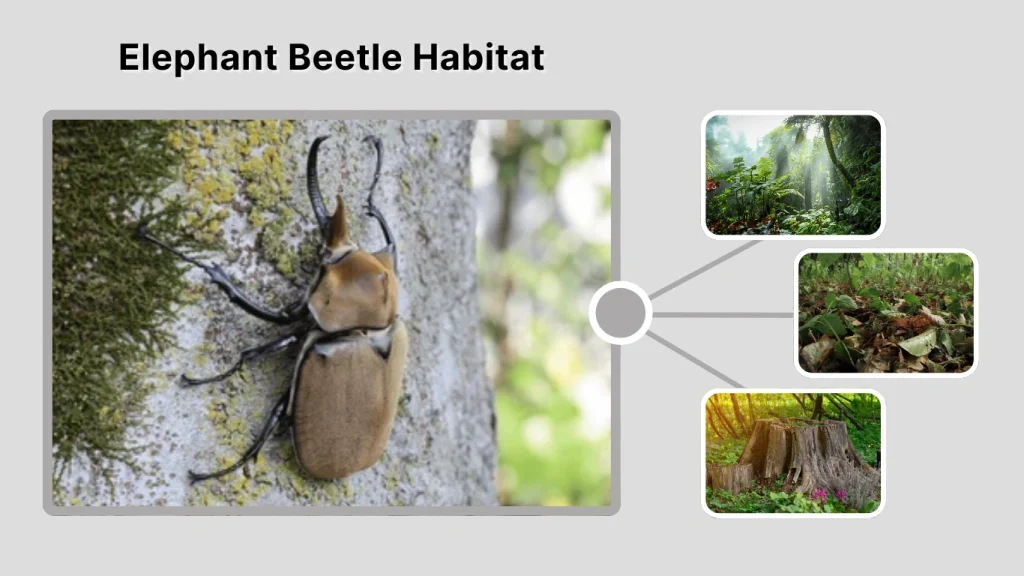 Elephant Beetle Habitat