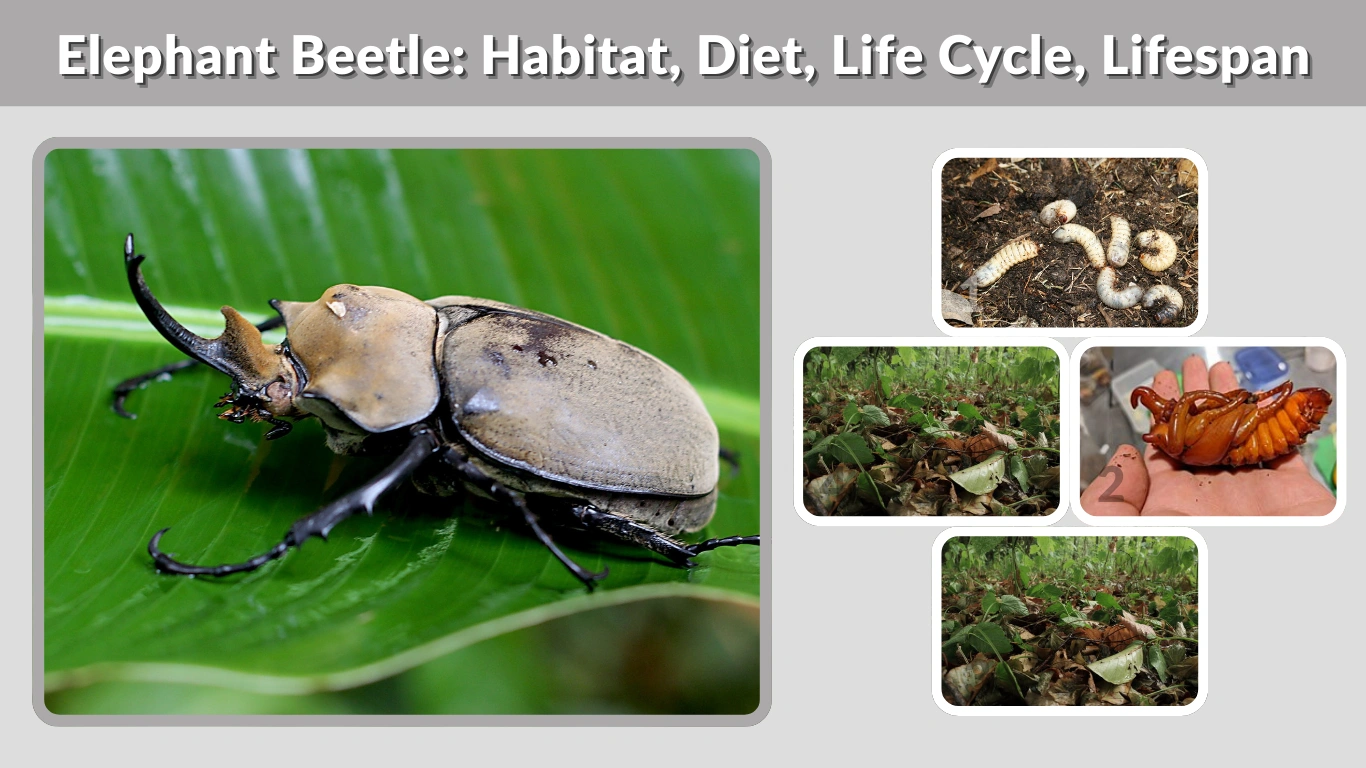 Elephant Beetle Habitat Diet Life Cycle Lifespan Facts Elephant Beetle Habitat Diet Life Cycle Lifespan Facts