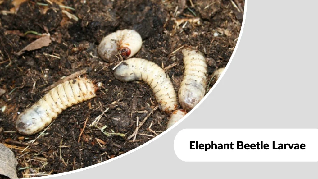 Elephant Beetle Larvae