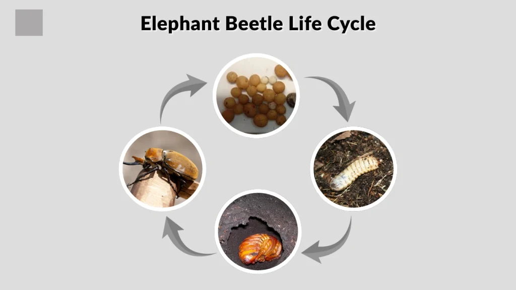 Elephant Beetle Habitat Diet Life Cycle Lifespan Facts Elephant Beetle Habitat Diet Life Cycle Lifespan Facts