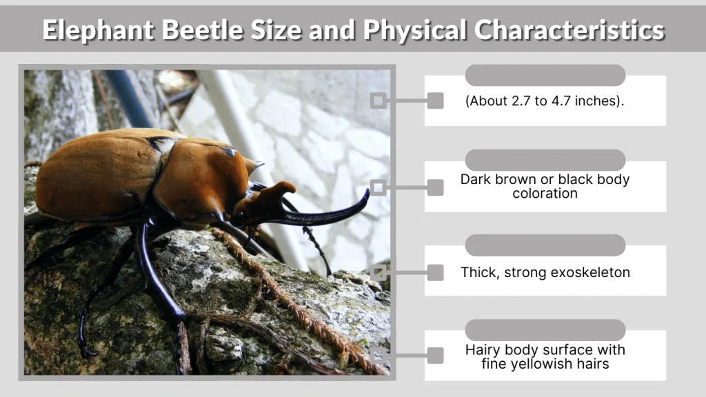 Elephant Beetle Size and Physical Characteristics