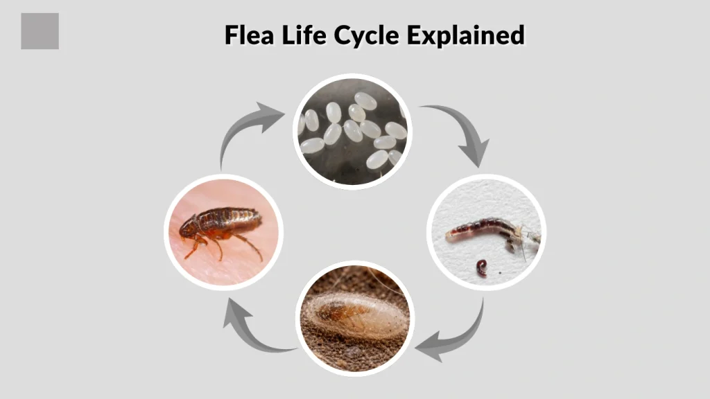 Flea Life Cycle Explained