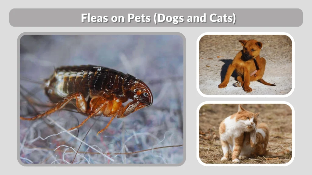 Fleas on Pets (Dogs and Cats)