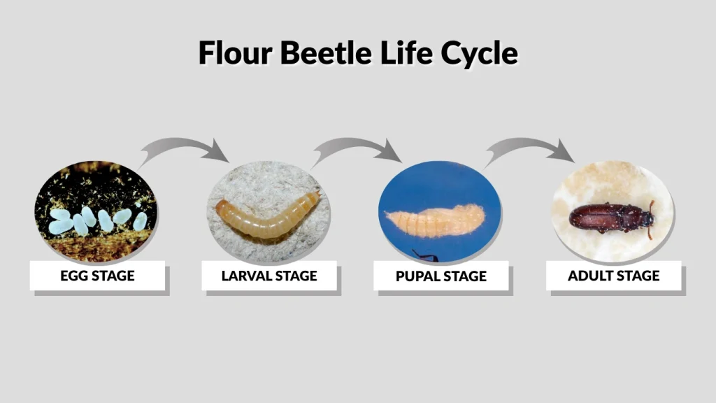 Flour Beetle Life Cycle