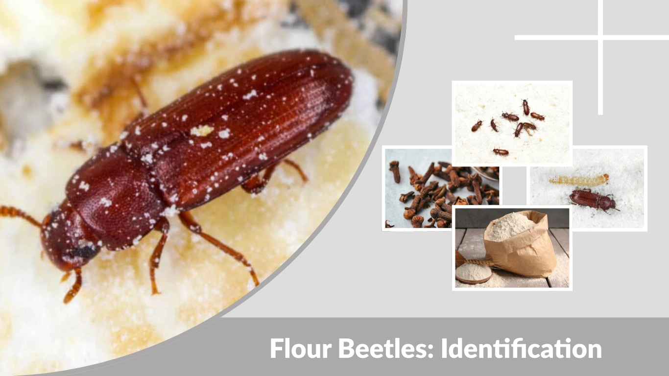 Flour Beetles Identification, Life Cycle & How to Get Rid of Them