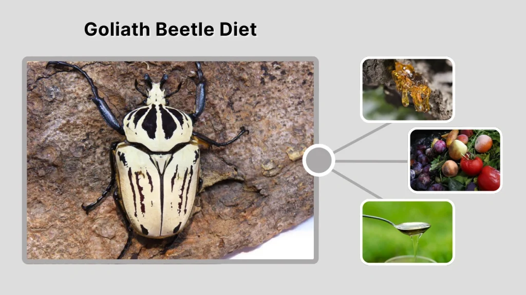 Goliath Beetle Diet