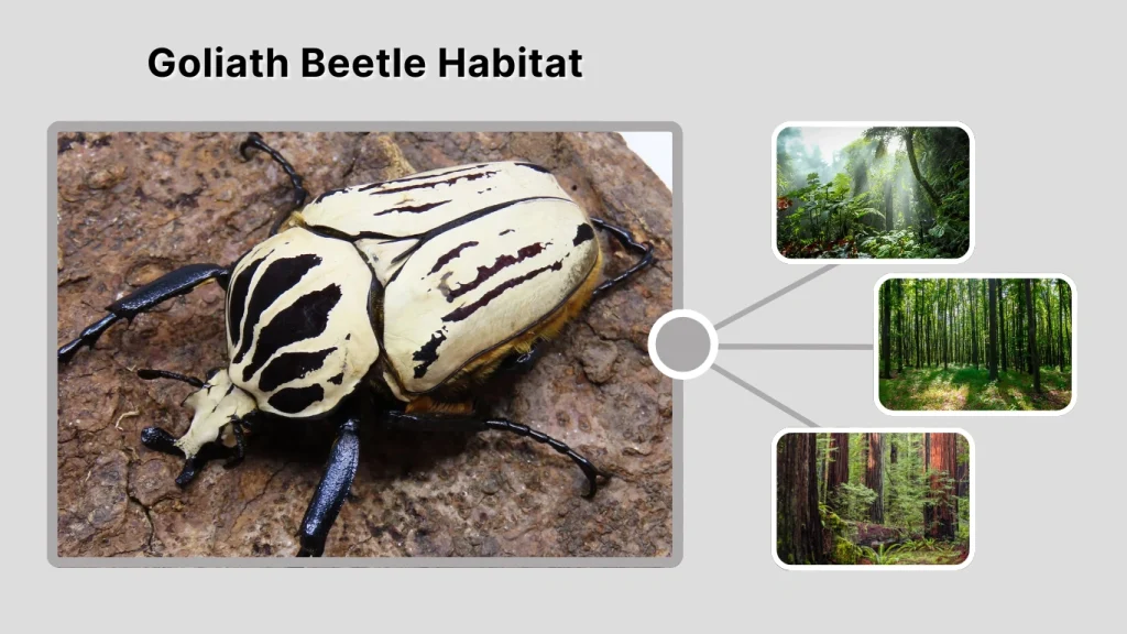 Goliath Beetle Habitat