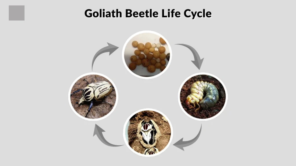 Goliath Beetle Life Cycle