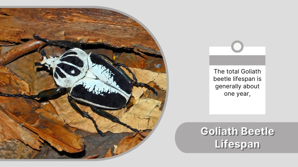 Goliath Beetle Lifespan