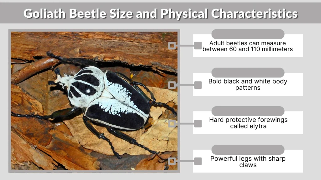 Goliath Beetle Size and Physical Characteristics