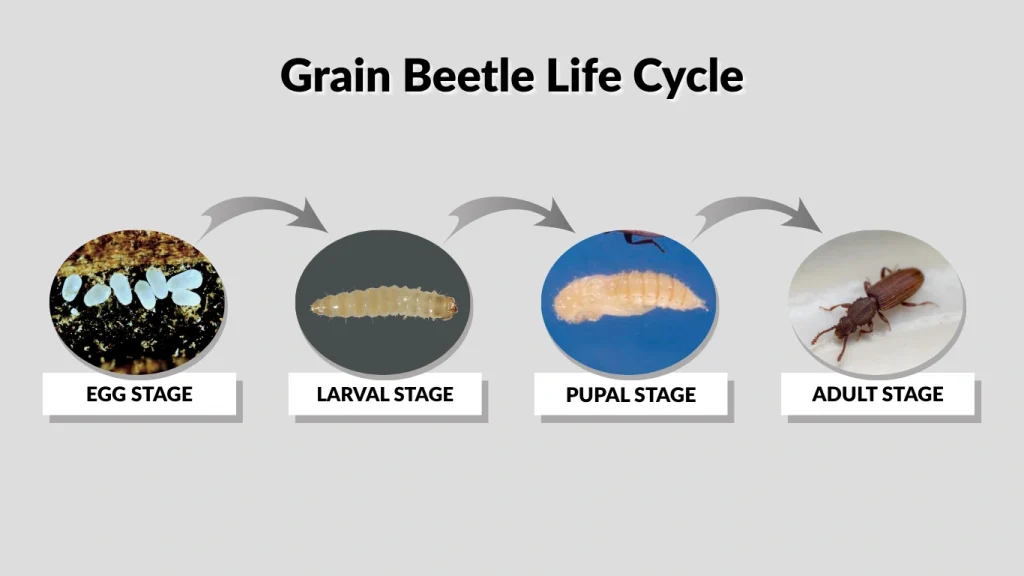 Grain Beetle Life Cycle