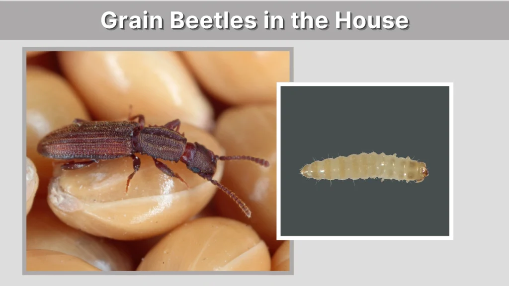 Grain Beetles in the House
