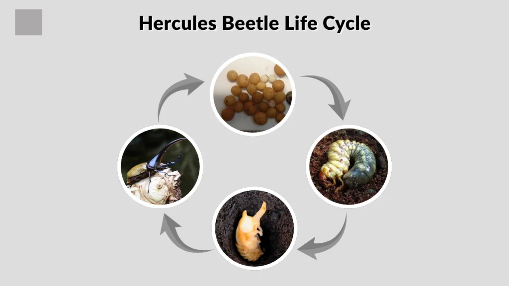 Hercules Beetle Life Cycle