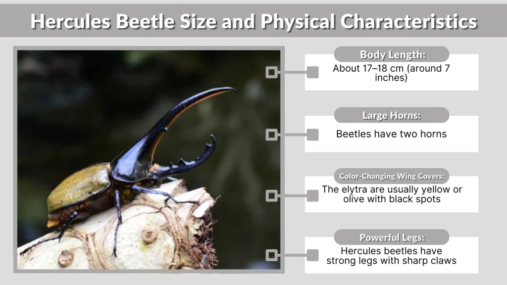 Hercules Beetle Size and Physical Characteristics