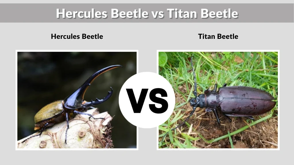 Hercules Beetle vs Titan Beetle