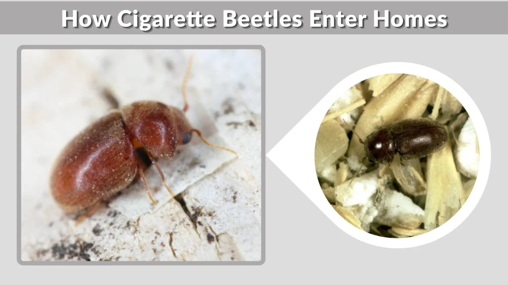 How Cigarette Beetles Enter Homes
