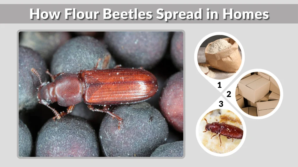 How Flour Beetles Spread in Homes