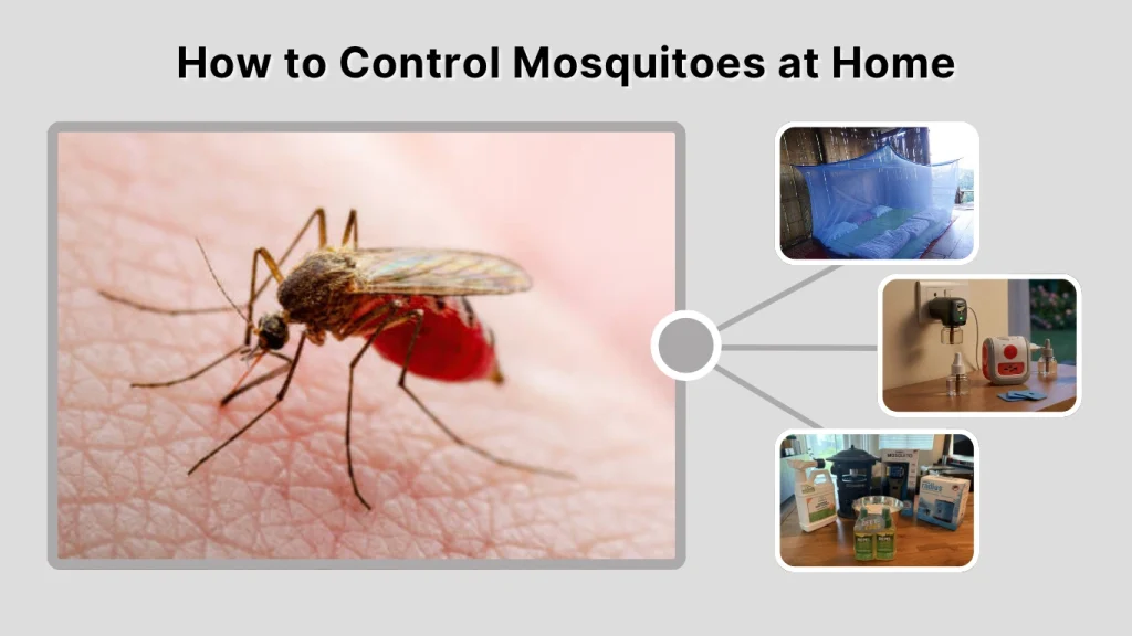 How to Control Mosquitoes at Home