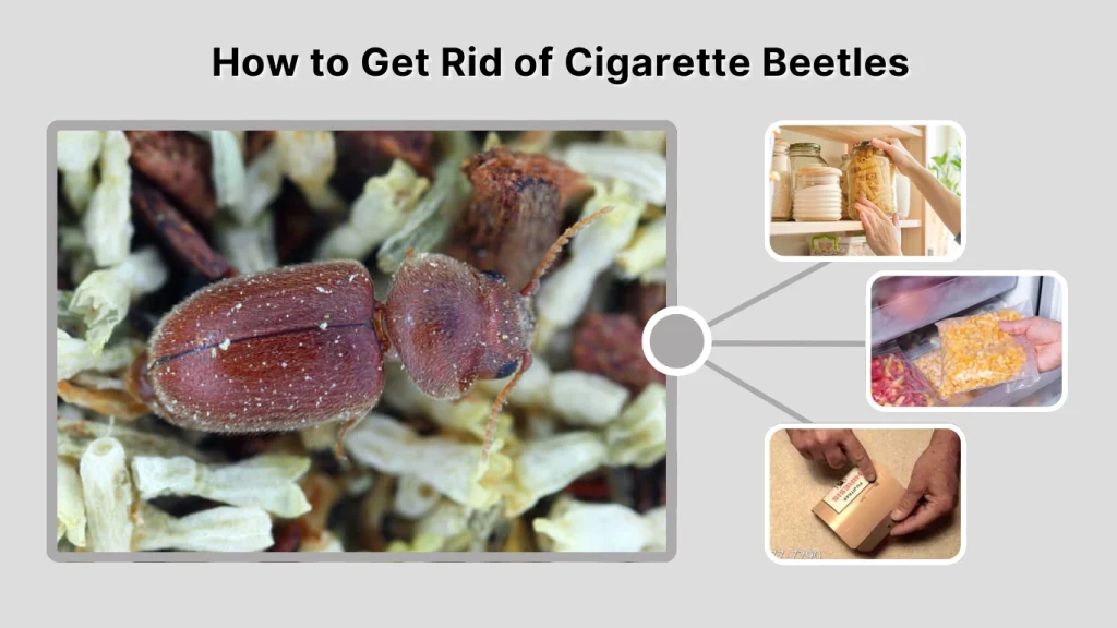 How to Get Rid of Cigarette Beetles