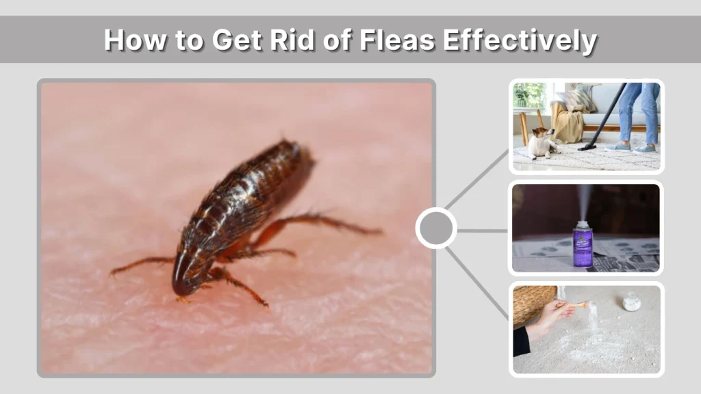 How to Get Rid of Fleas Effectively