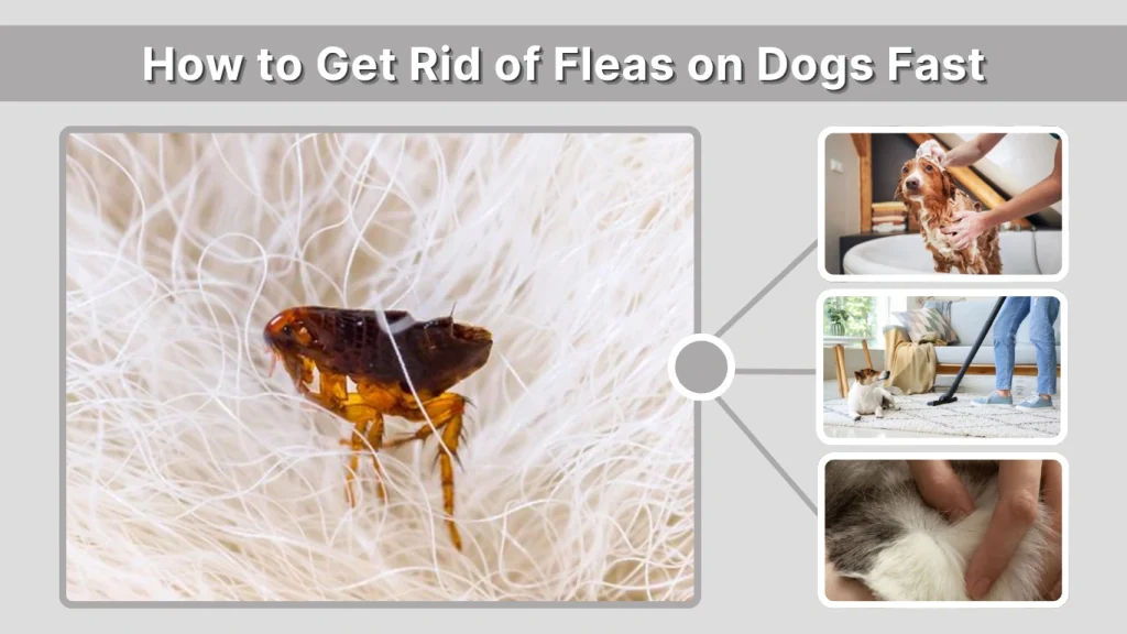 How to Get Rid of Fleas on Dogs Fast