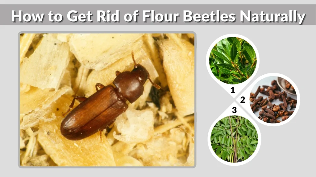 How to Get Rid of Flour Beetles Naturally
