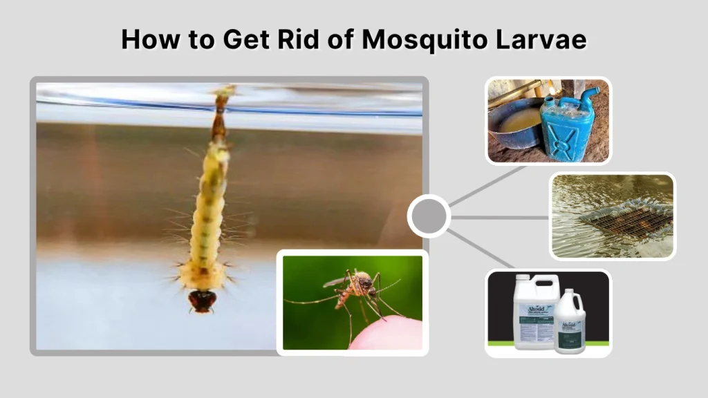 How to Get Rid of Mosquito Larvae