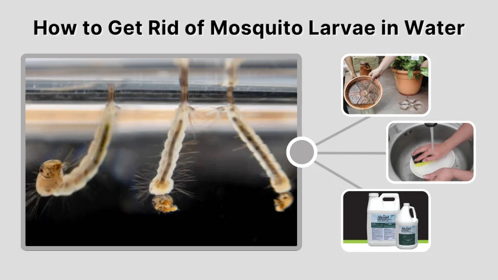 How to Get Rid of Mosquito Larvae in Water