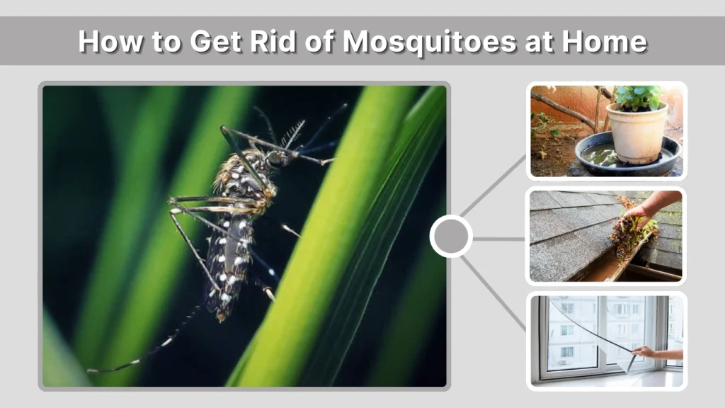 How to Get Rid of Mosquitoes at Home